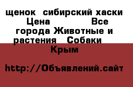 щенок  сибирский хаски › Цена ­ 12 000 - Все города Животные и растения » Собаки   . Крым